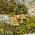 Miyajima crabs 1