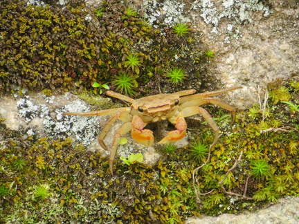 Miyajima crabs 1