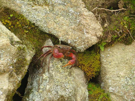 Miyajima crabs 3
