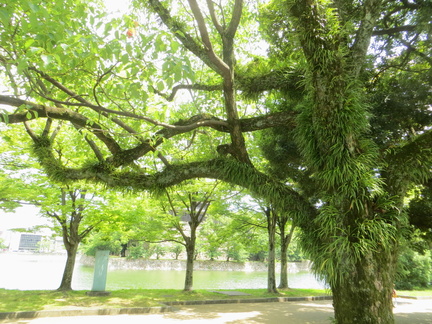 Hairy trees of Hiroshima