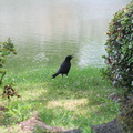 Raven near Hiroshima castle moat