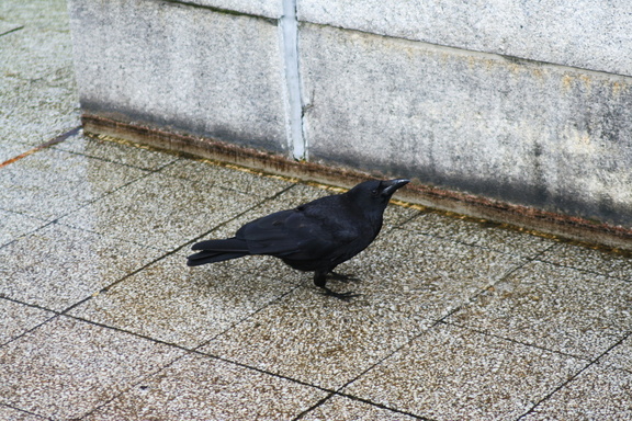Raven in Hirosima Peace pond