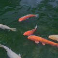 Kyoto art gallery park pond 1