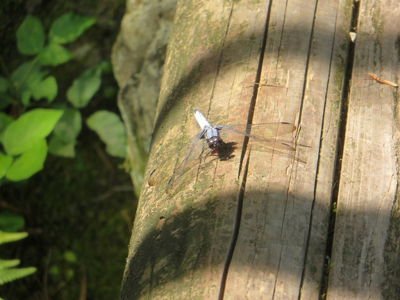 Nara dragonfly