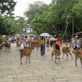 Todaiji temple park 4