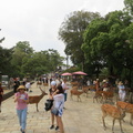 Todaiji temple park 6