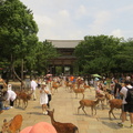 Todaiji temple gate