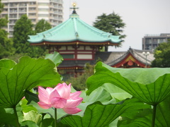 Tokyo Shinobazuno pond at Ueno park 1