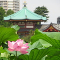 Tokyo Shinobazuno pond at Ueno park 1