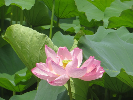 Lotus flowers at Shinobazuno pond