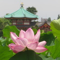 Lotus flowers at Shinobazuno pond 1