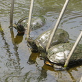 Dwellers of Shinobazuno pond 1
