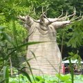 Baobab at Ueno zoo