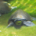 Pig-nosed turtle 1
