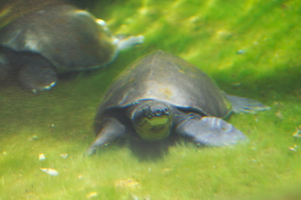 Pig-nosed turtle 1