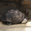 Elephant turtle