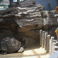 Nixx compared to elephant turtle size