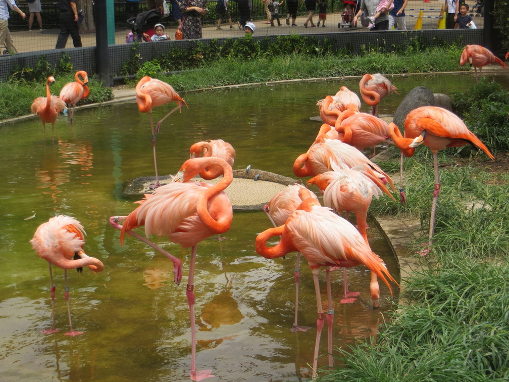 Ueno zoo flamingo pond
