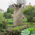 Baobab at Ueno zoo