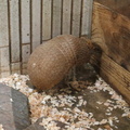 Armadillo at Ueno zoo