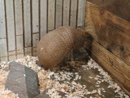 Armadillo at Ueno zoo