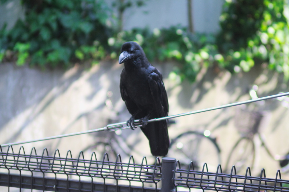 Raven at Ueno park