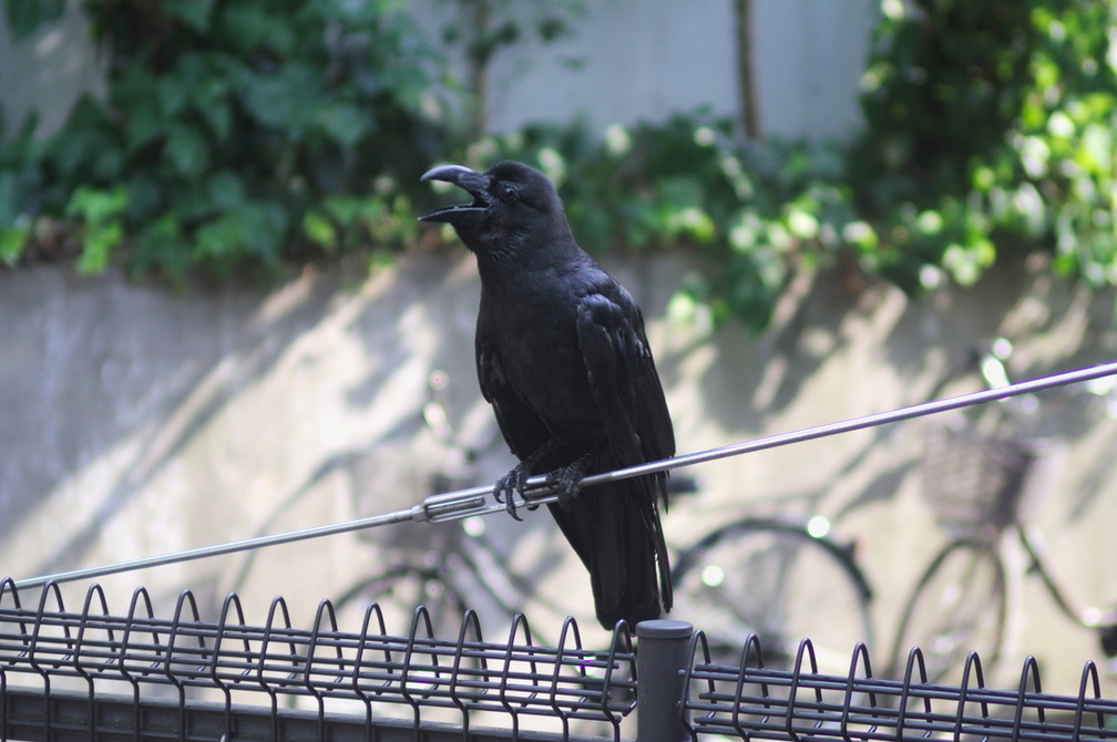 Raven at Ueno park 1