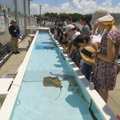 Instructions before touching sharks and stingrays