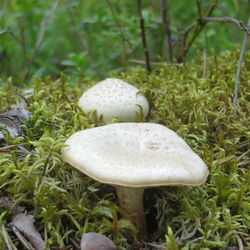 07.08.2014 - Jappilä Forest
