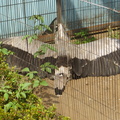 Ueno zoo 8