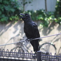 Raven at Ueno park 1
